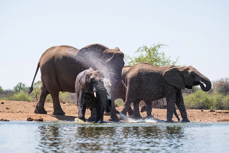 WL/Elephants2/Madikwe/South Africa