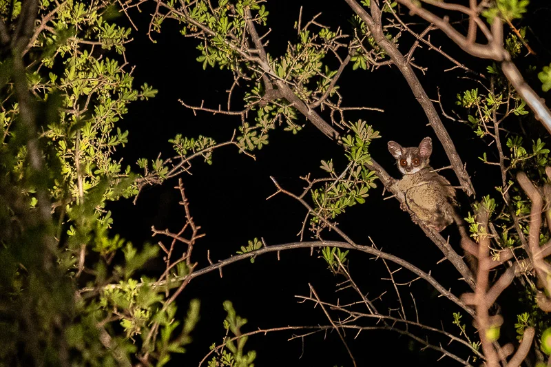 WL/Bush Baby/Madikwe/South Africa