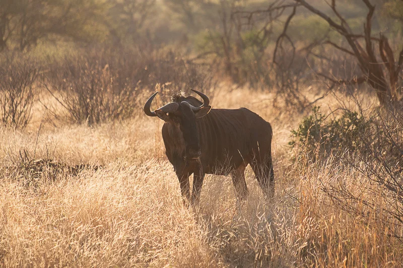 WL/Gnu/Madikwe/South Africa