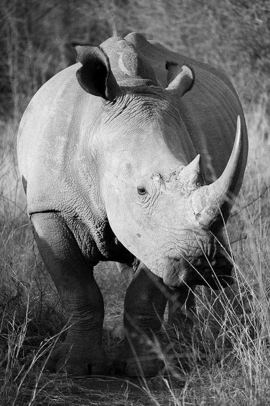 WL/Rhino/Black&White/Madikwe/South Africa