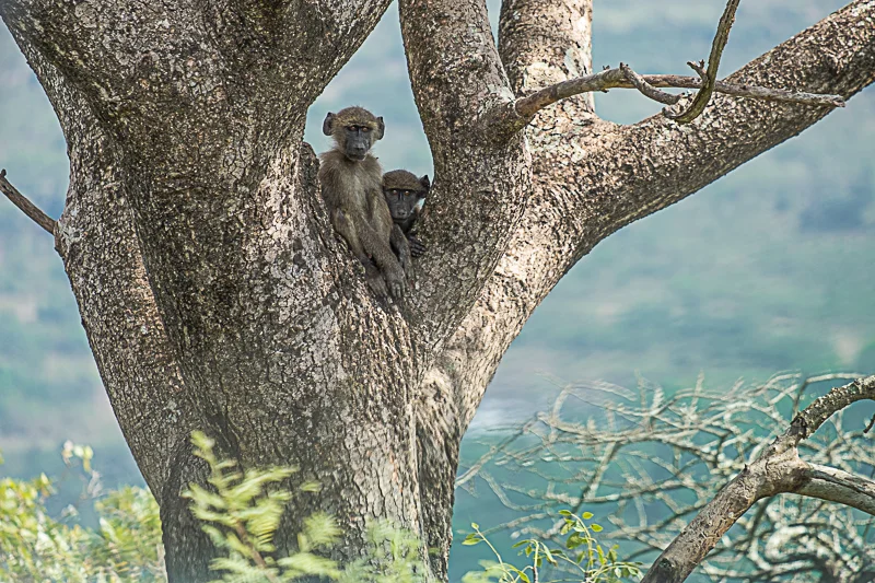 Affe_Abramowsky-2.jpg