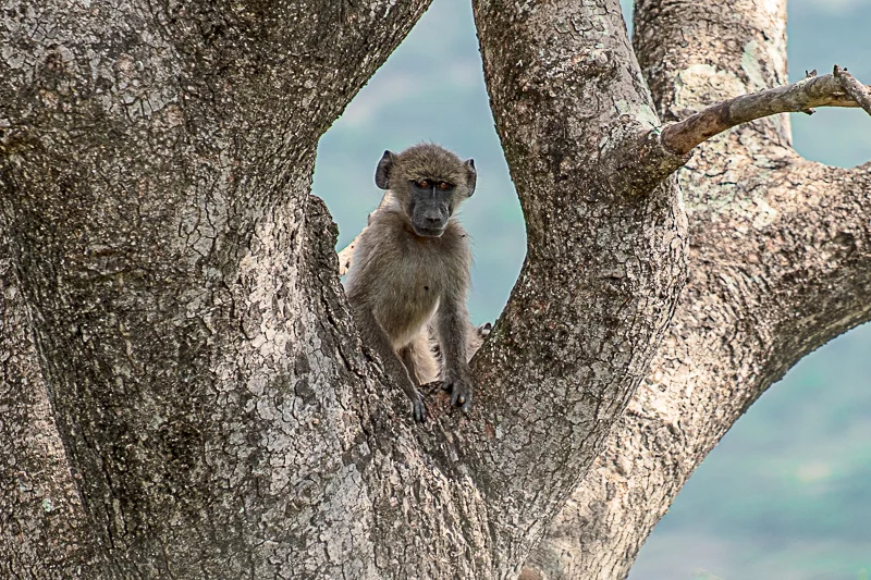 Affe_Abramowsky-1.jpg