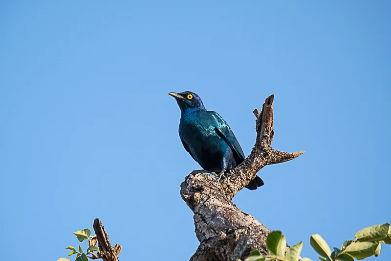Hluhluwe_Abramowsky-2.jpg
