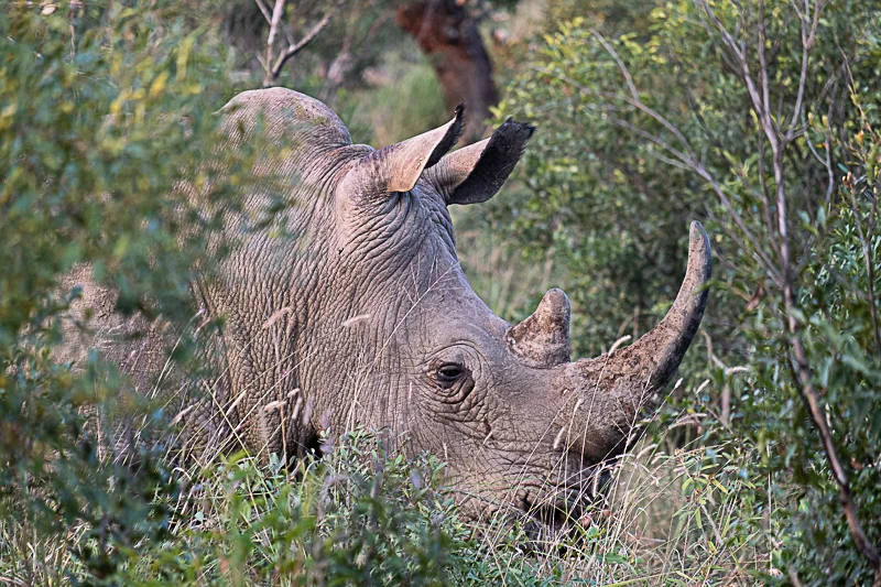 Hluhluwe_Abramowsky-3.jpg