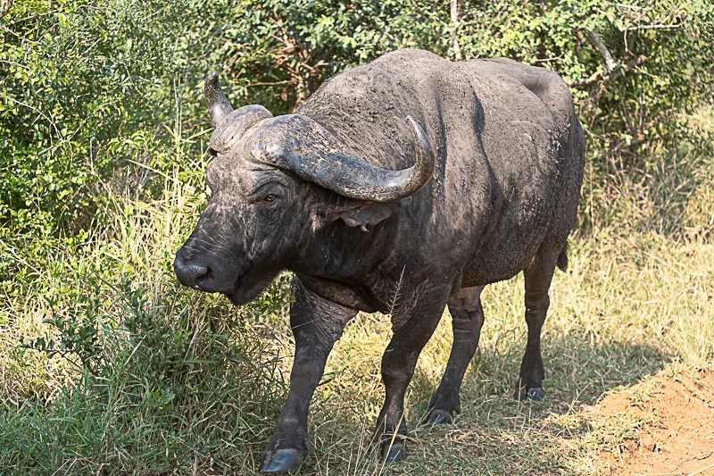 Hluhluwe_Abramowsky-6.jpg