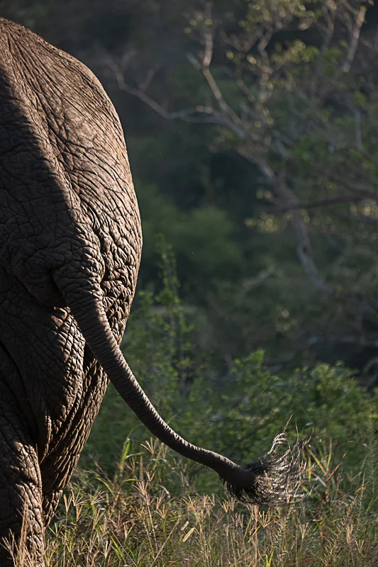 Hluhluwe_Abramowsky-10.jpg