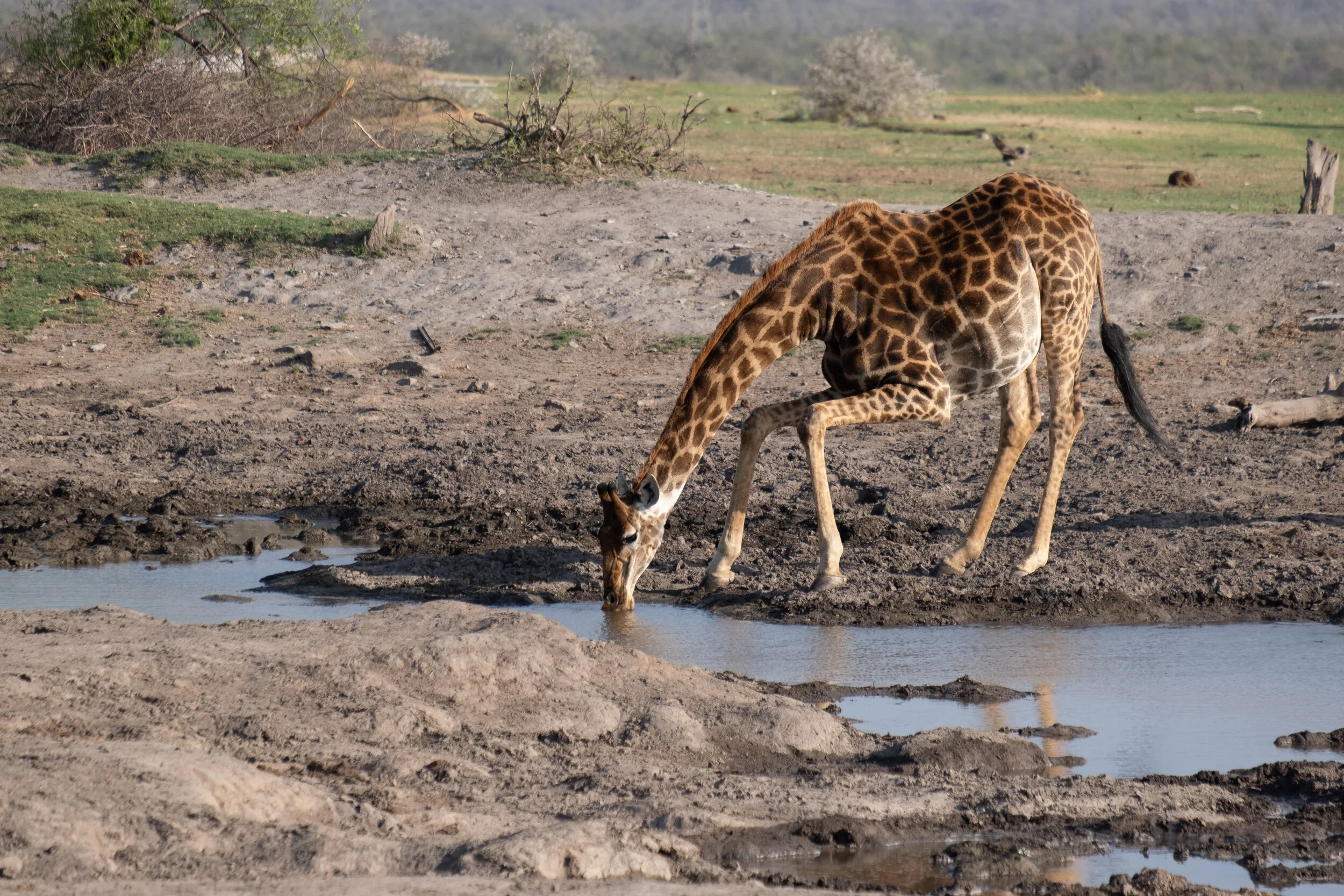 WL/Drinking Giraffe/Madikwe/South Africa