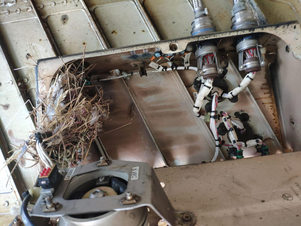 A stowaway guest found under the wing of an A330 aircraft.