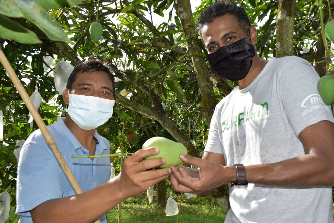 airasia farm is an official distributor of Harumanis mangoes