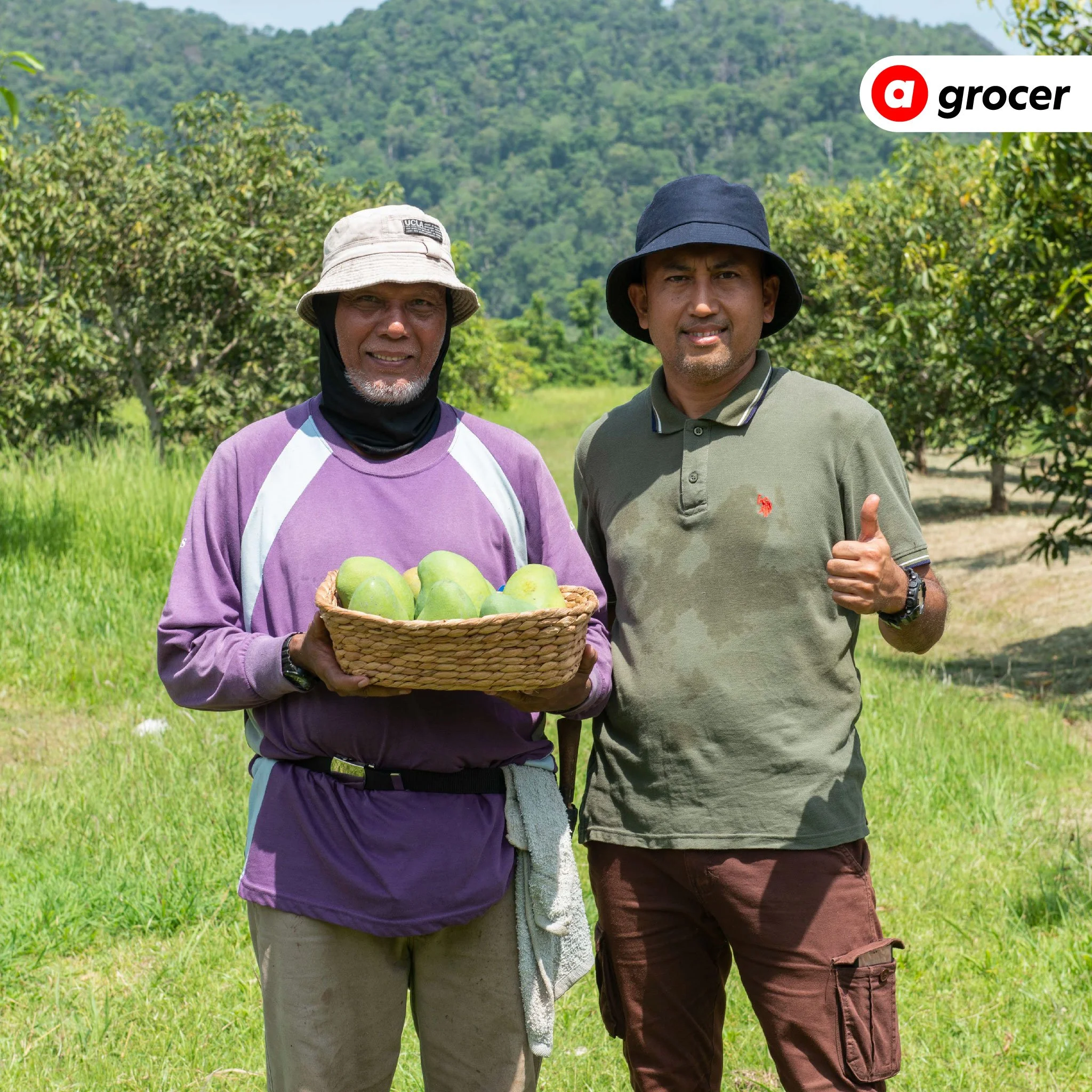 airasia grocer takes famed Perlis Harumanis mangoes to international markets