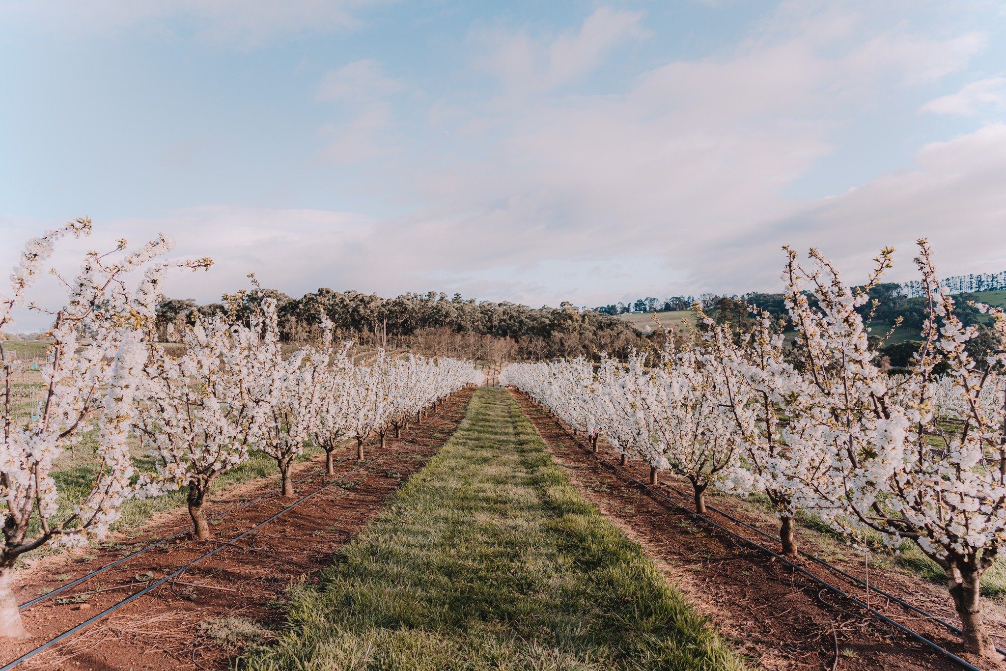  Photo credit: CherryHill Orchards Facebook 