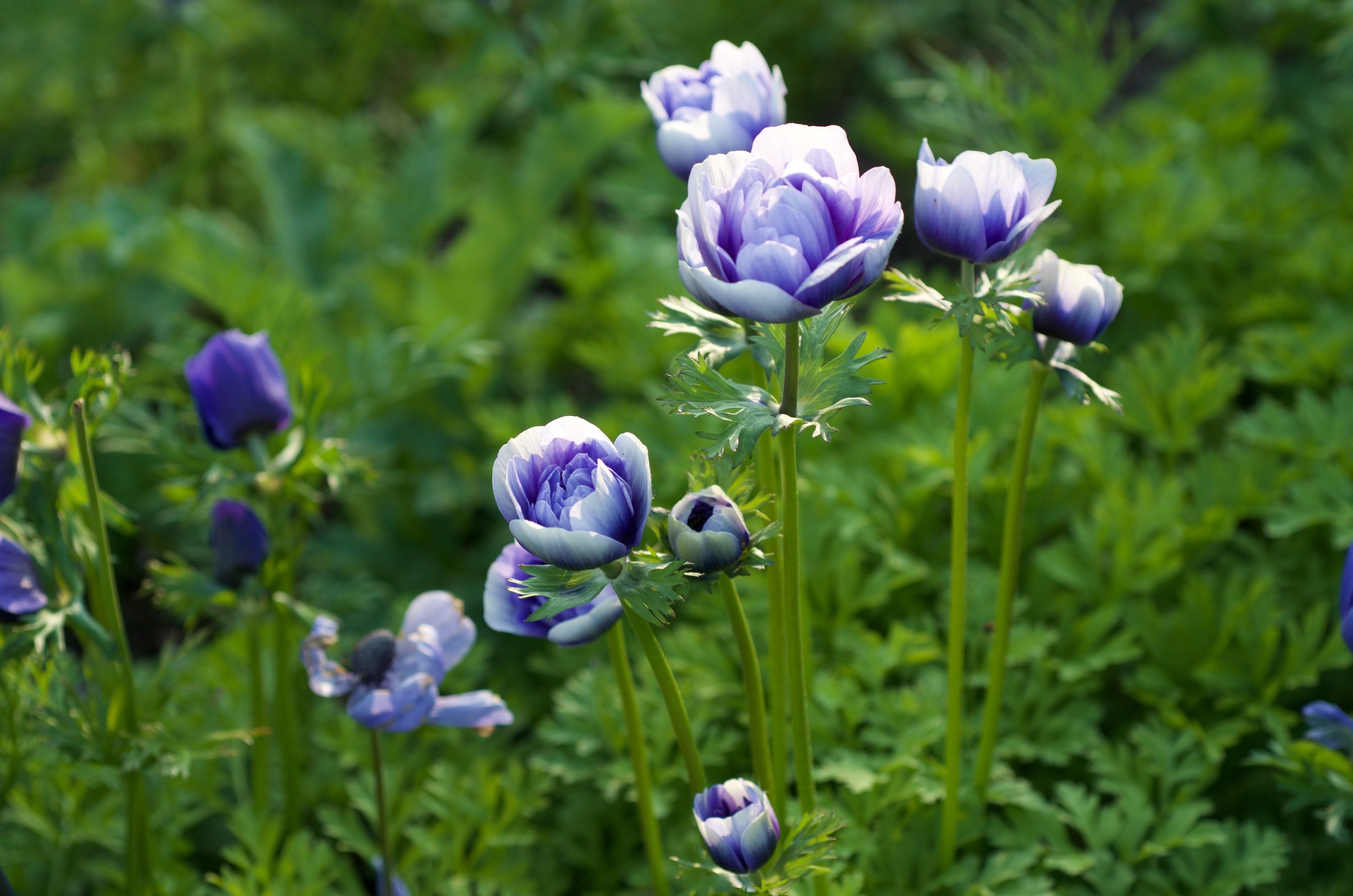 Anenomes