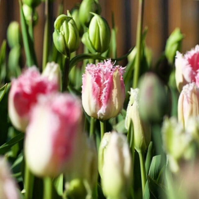 Huis Ten Bosch tulips