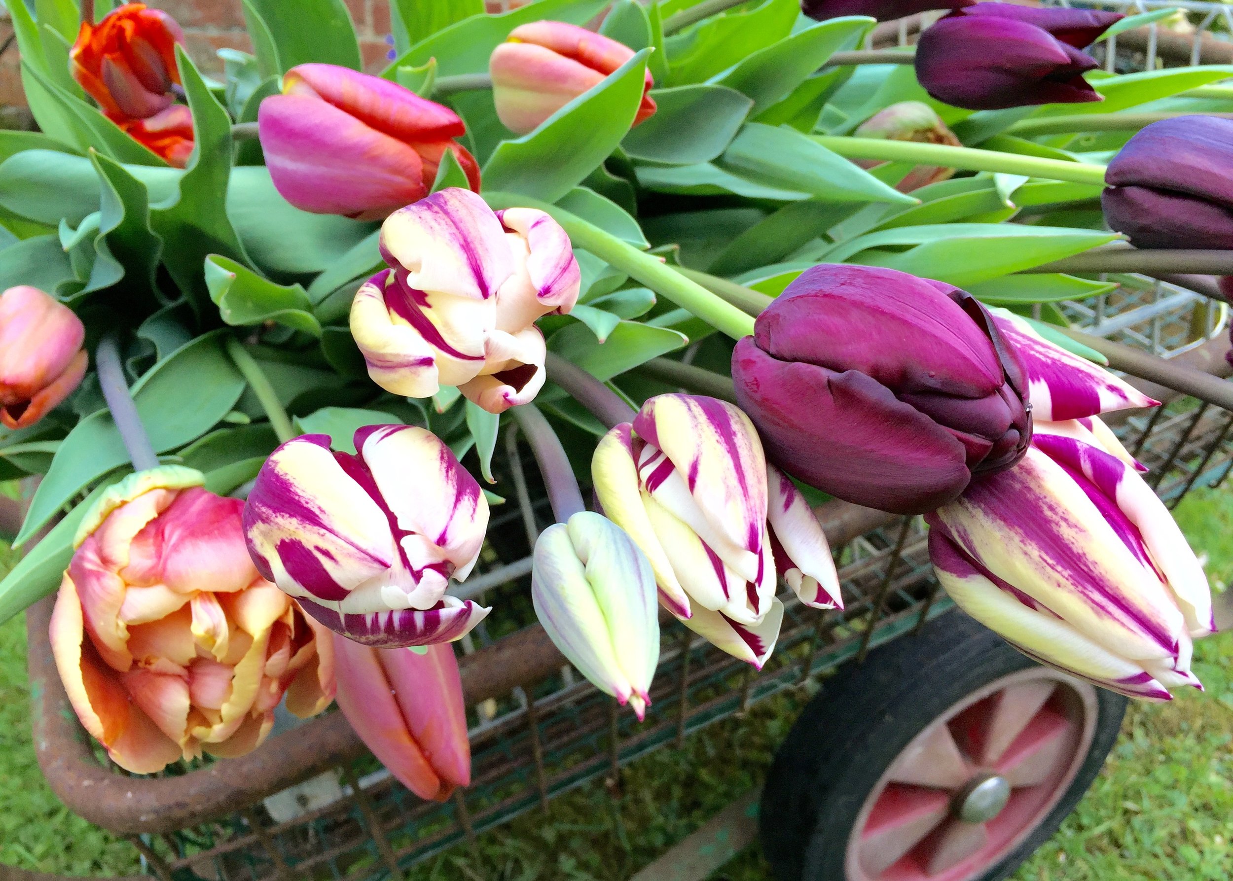 Freshly harvested tulips