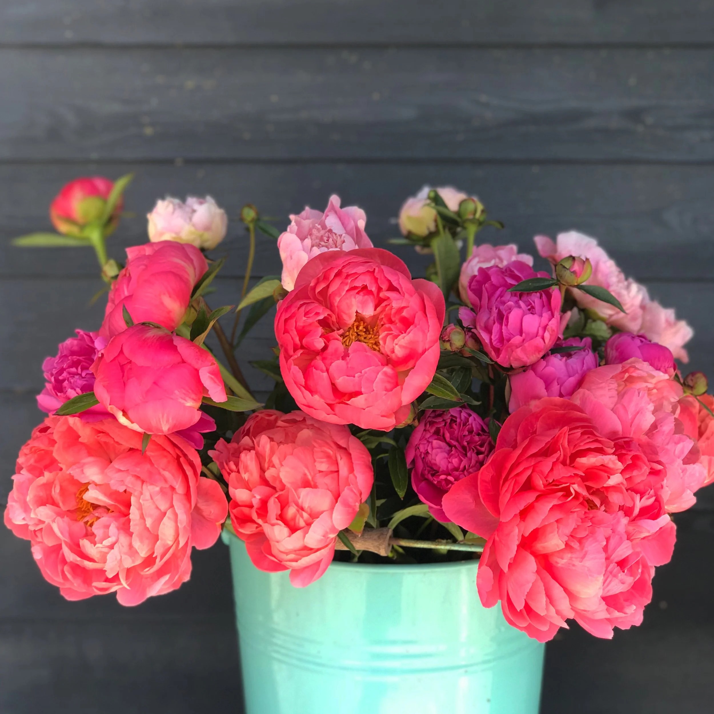 Fresh Peonies