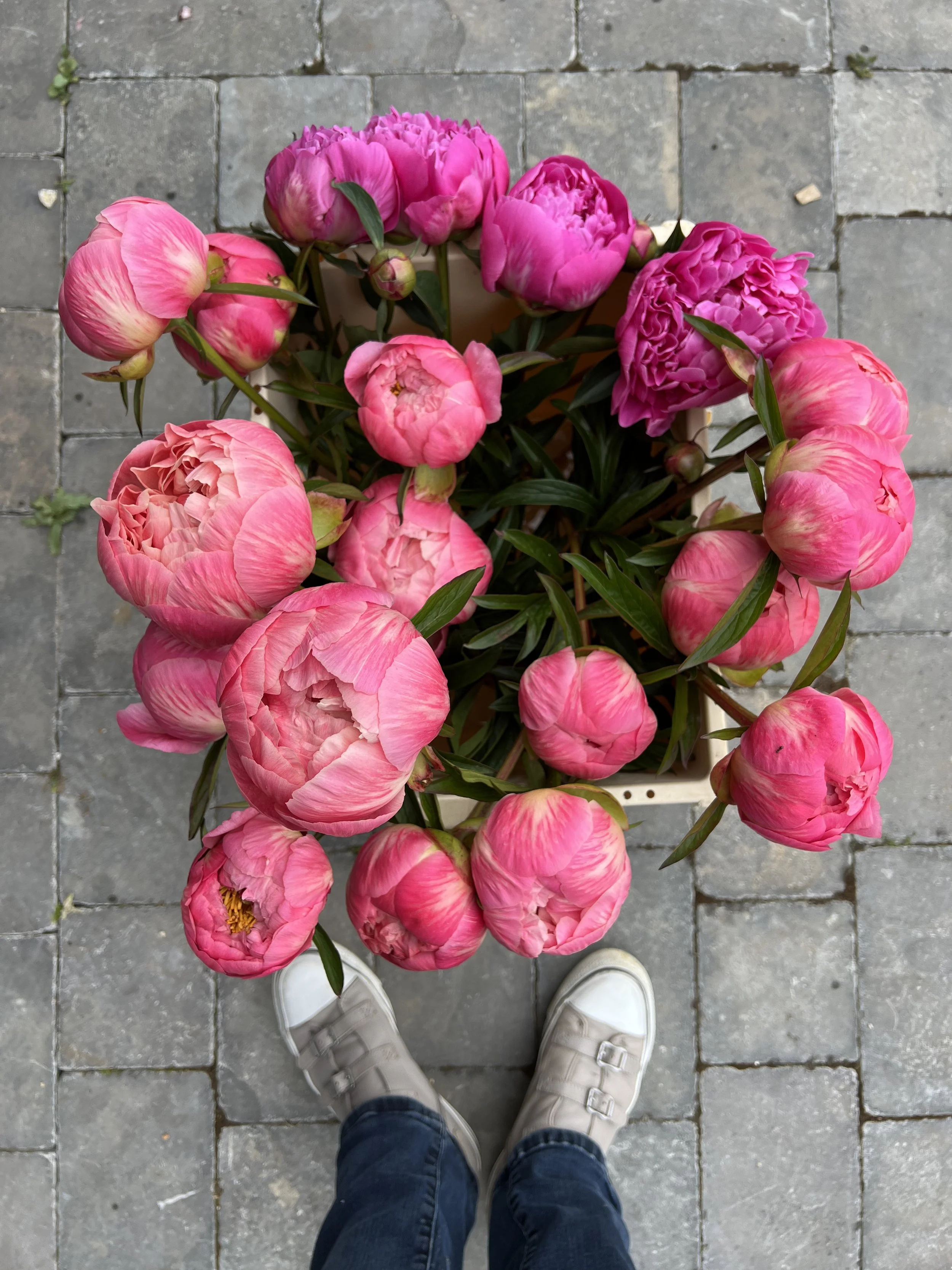 Fresh English Peonies