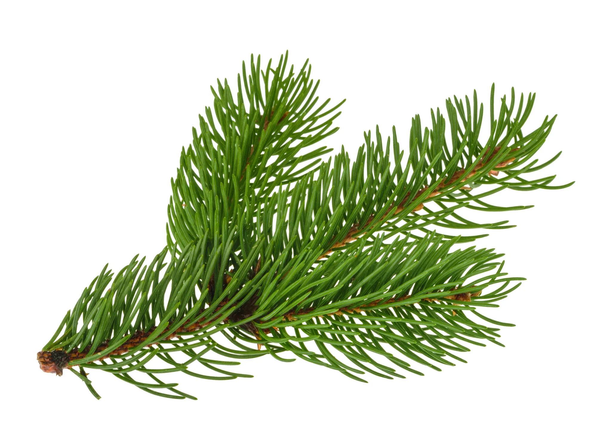 iStock-831502324.jpg