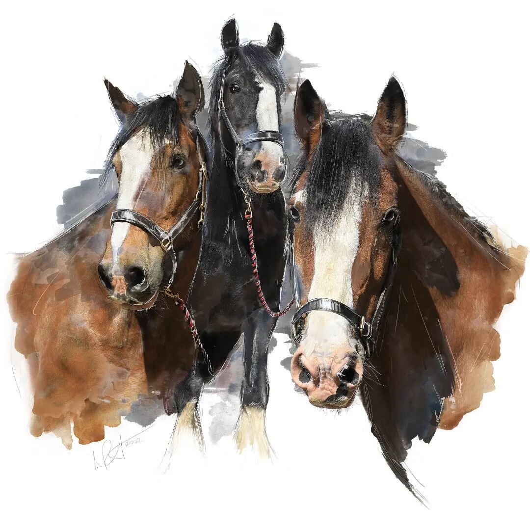 The 3 Shires. My latest picture. I hope that you like It. 
#shirehorse #horse #animalportrait #animalart