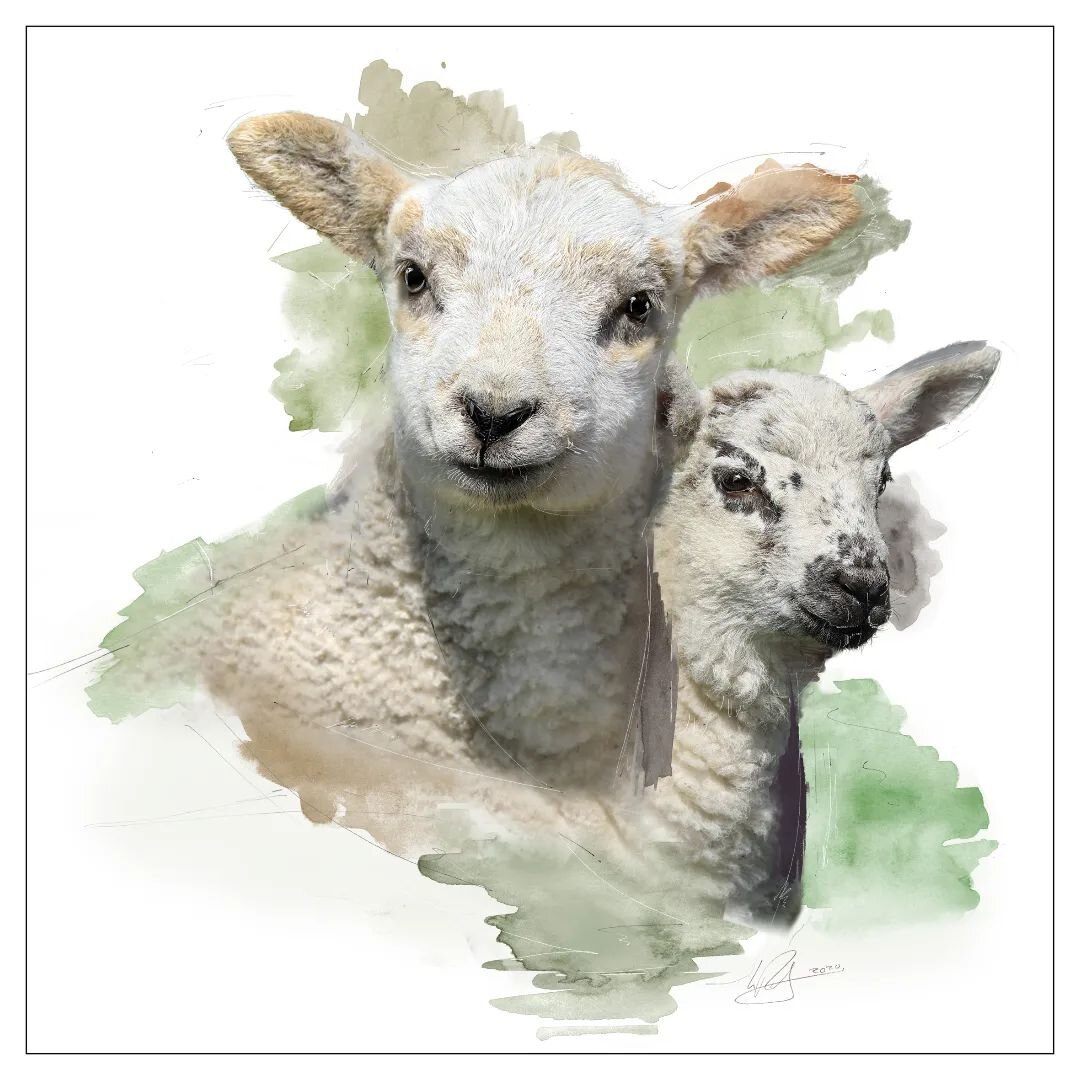 Spring is definitely in the air. Available now as a greeting card and  stone coasters. #springlambs  #spring #lamb #animalportraits