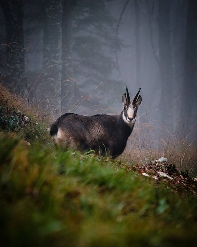 The best good morning ❤️
.
.
.
.
.
#wildlifephotograph #wildlife_photography #wildlifeplanet #wildlifeonearth
#wildlifelovers #natgeowildlife #wildlife_inspired #wildlife_perfection
#wildplanet #featured_wildlife #wildplanetphotomag #depthsofearth
#e