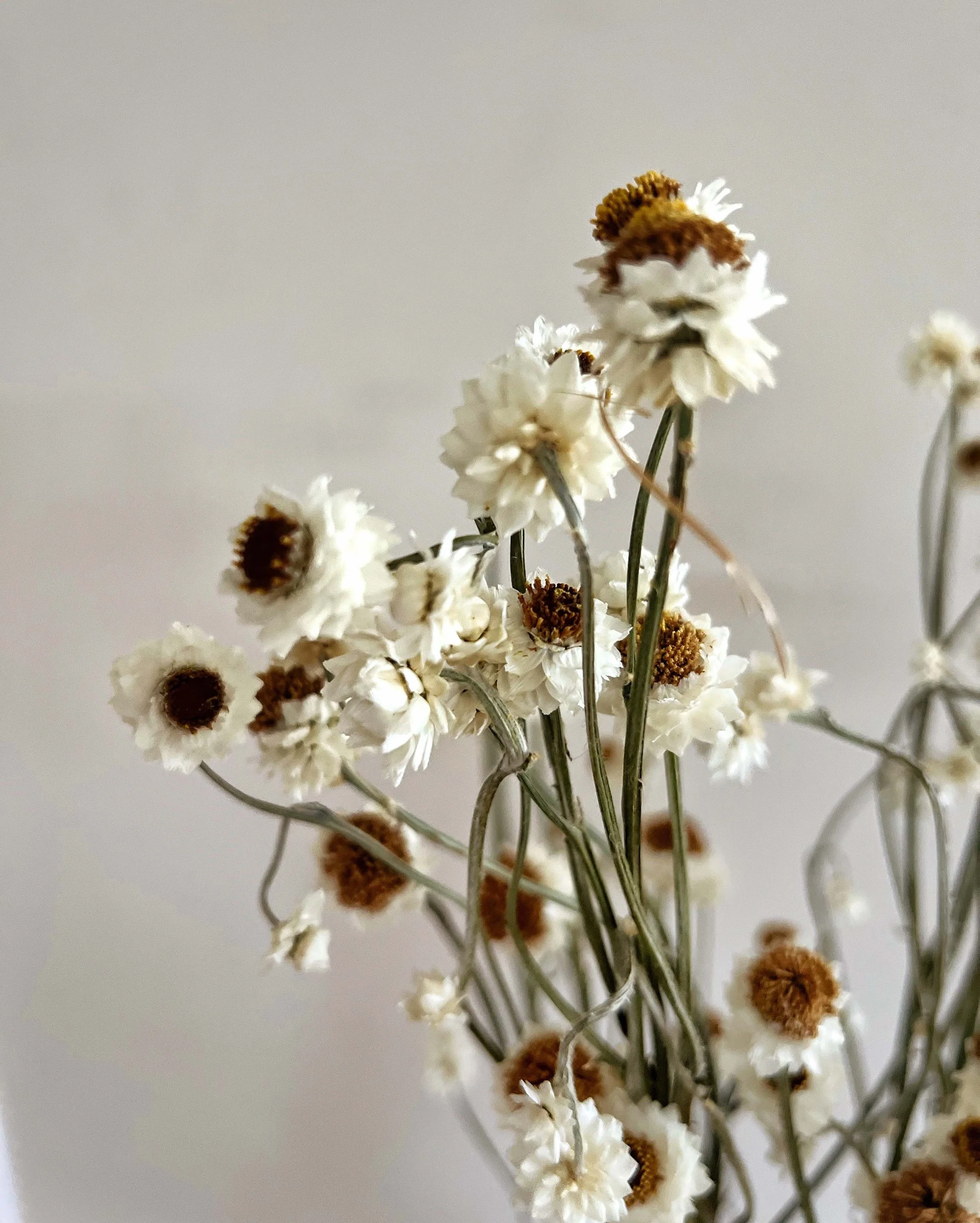 ammobium2.jpg