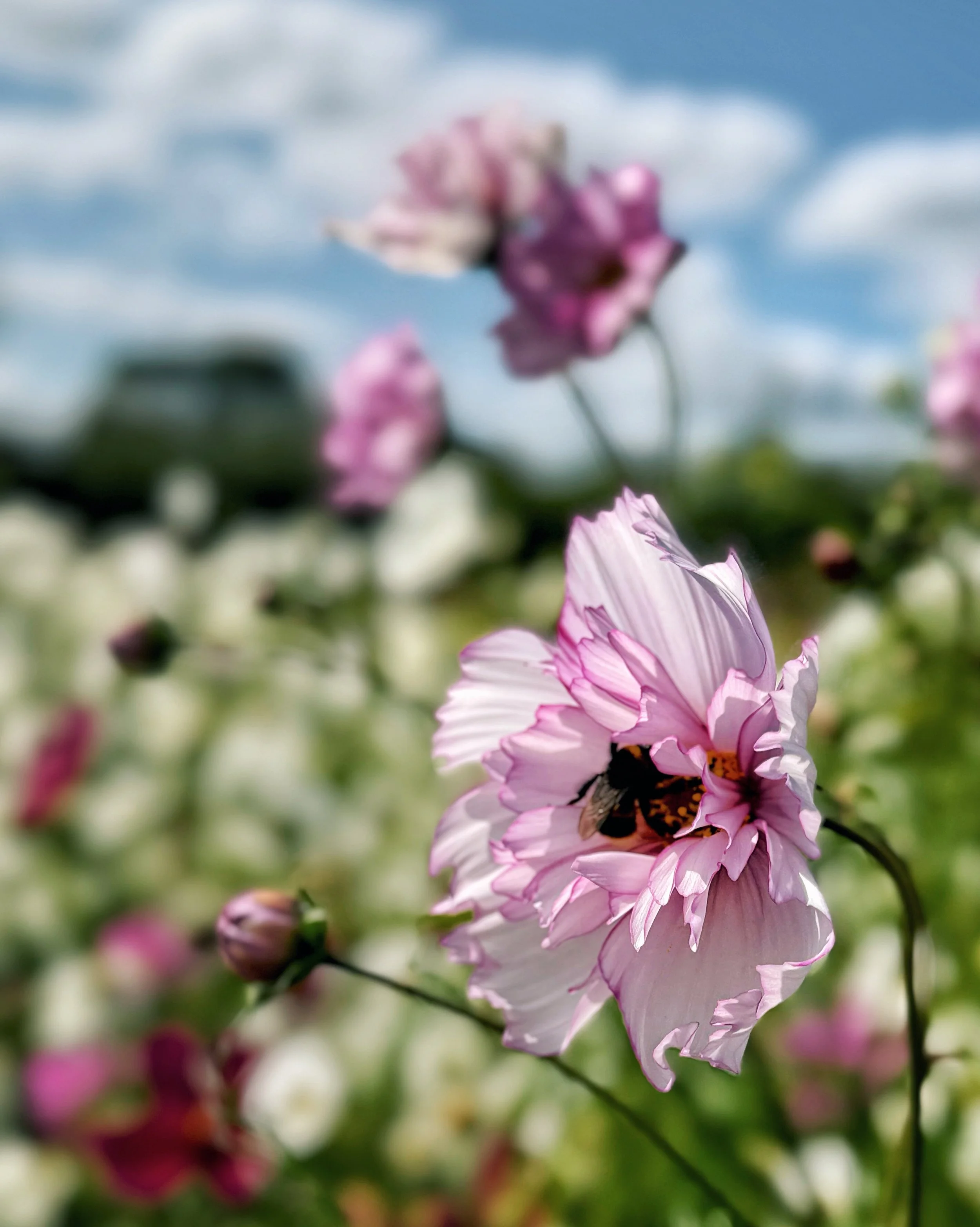 Bee and Cosmos.jpg