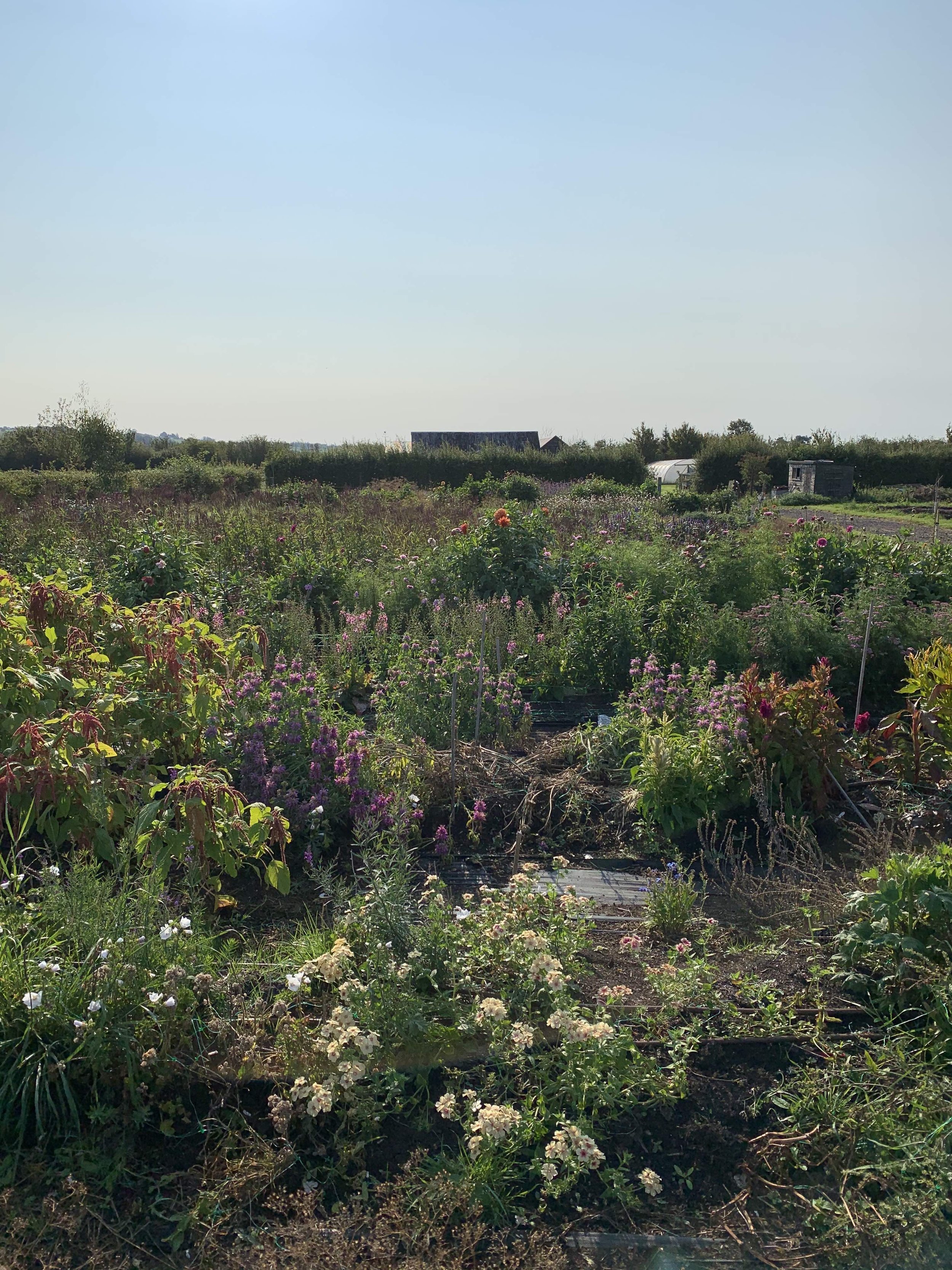 Flower Field.jpg