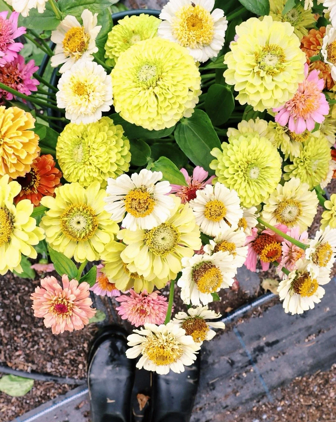 Zinnias.jpg