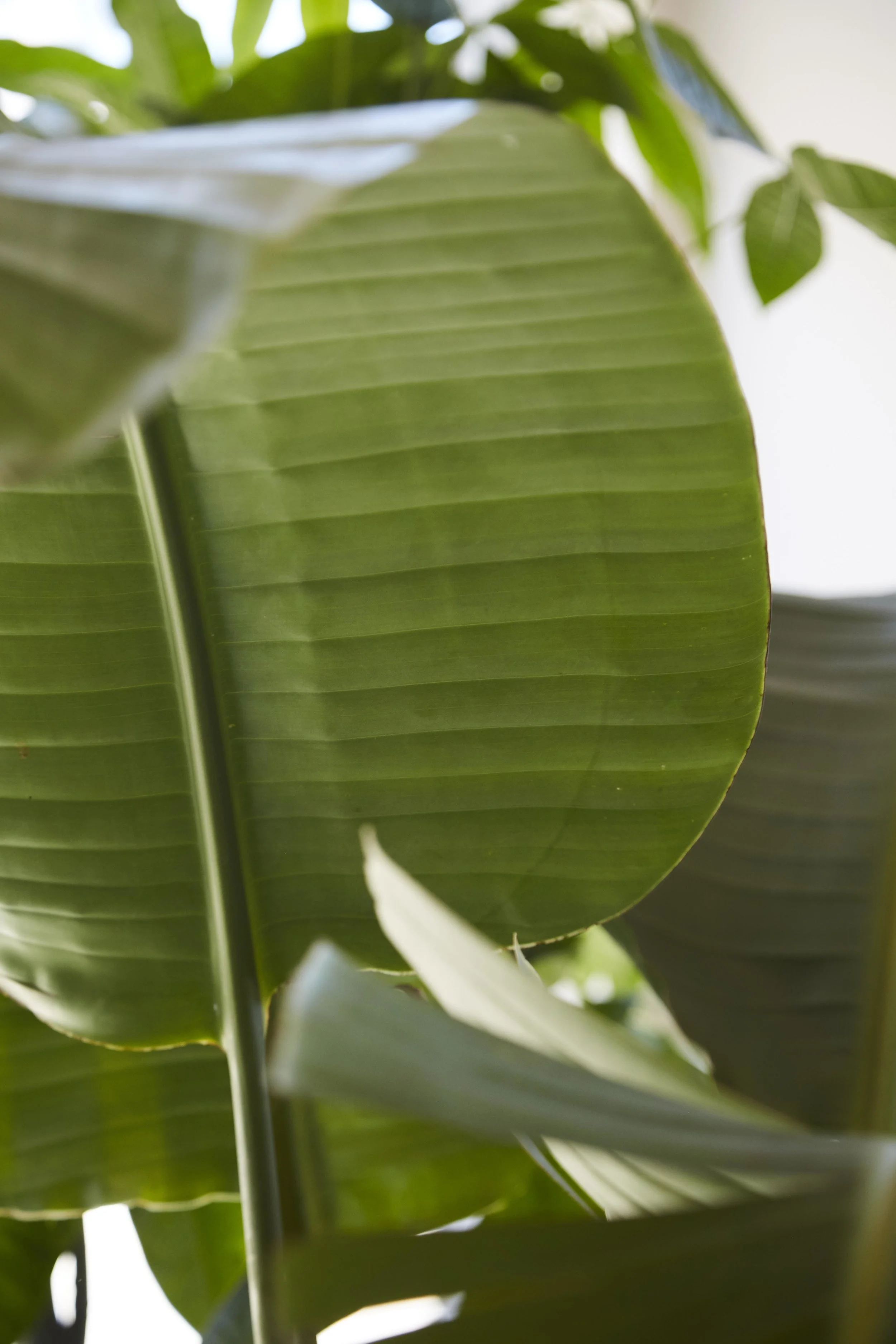 plant.jpg