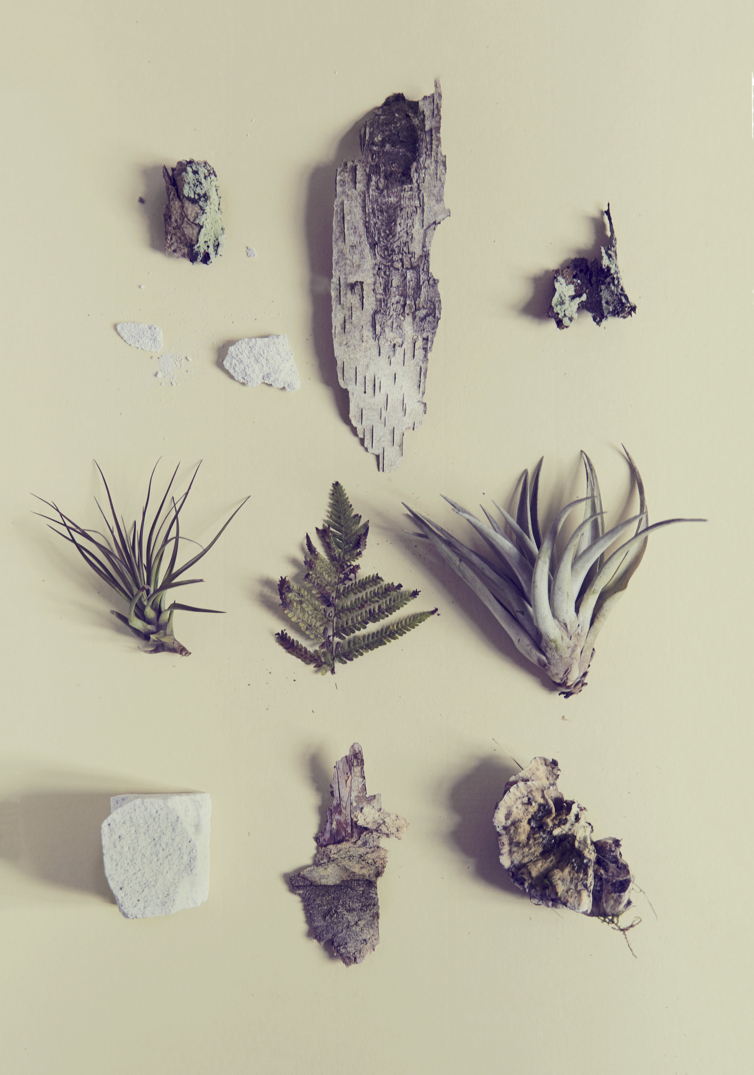 // Diffrent kinds of epiphytes - small mosses on bark, ferns, bromeliads and fungus.
