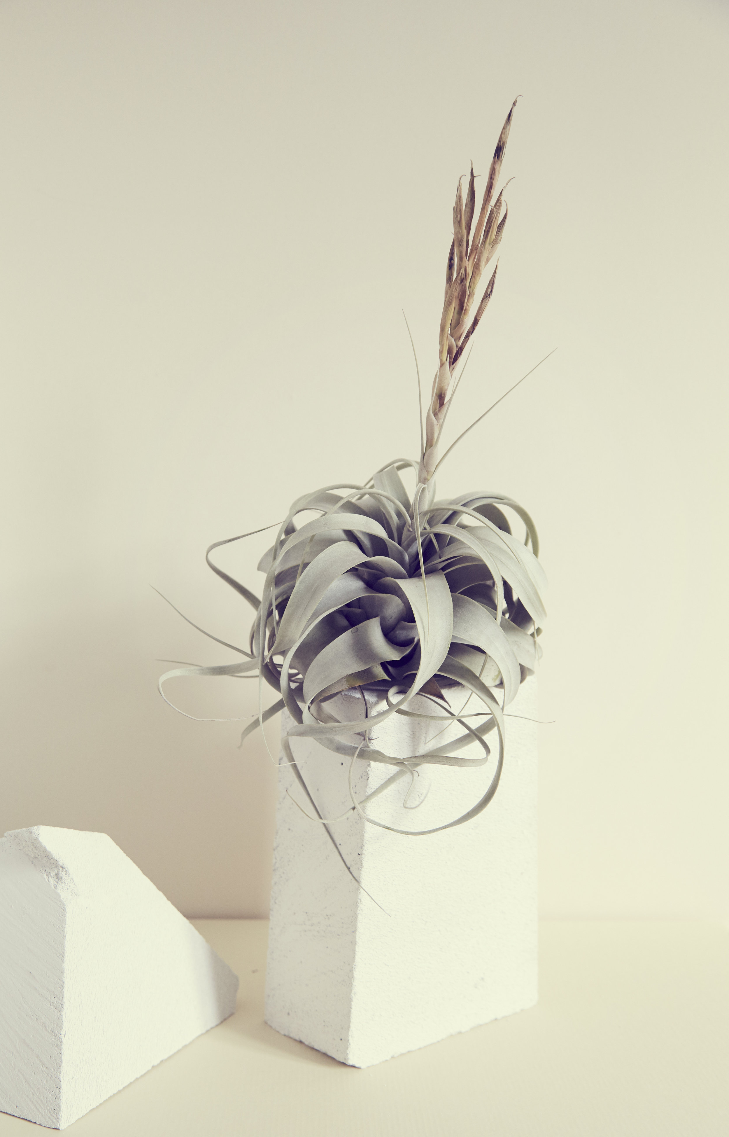 // Bromeliad