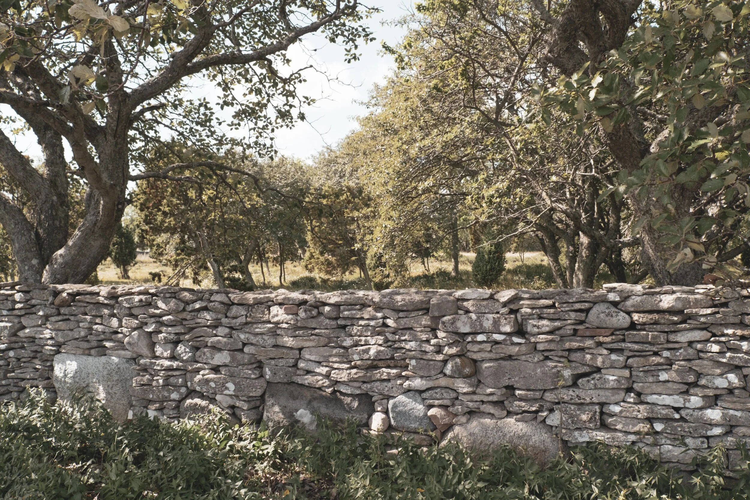 One Fårö-classic is these fences made out of piles of stone. Originally they were made to keep in the sheep but now they also serve as protection against the wind.