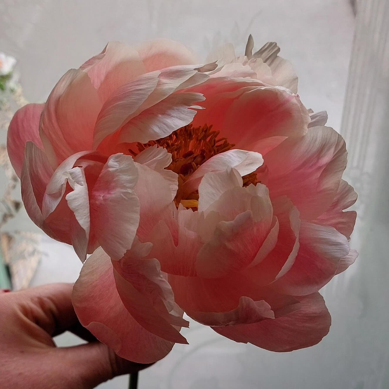 https://www.instagram.com/das_blumen_maedchen/