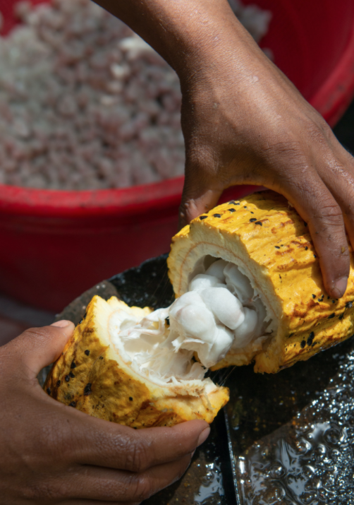 The History of Cacao