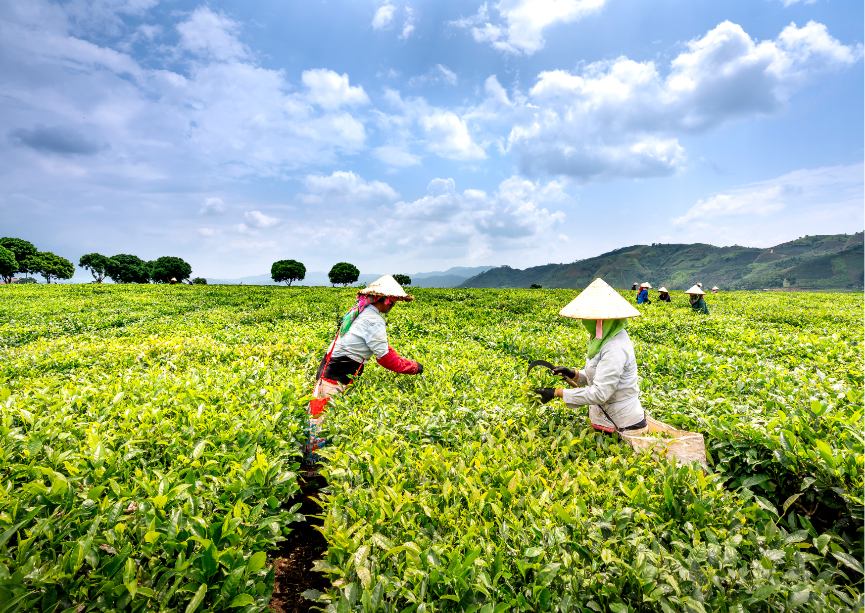 Embracing Equity in Food Systems