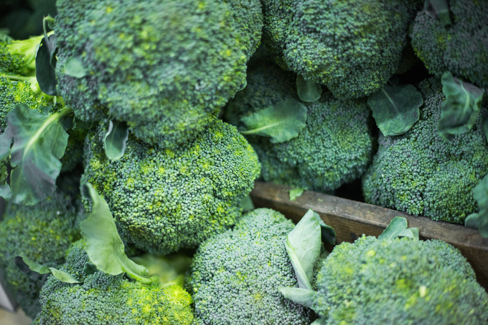 broccoli_2.jpg
