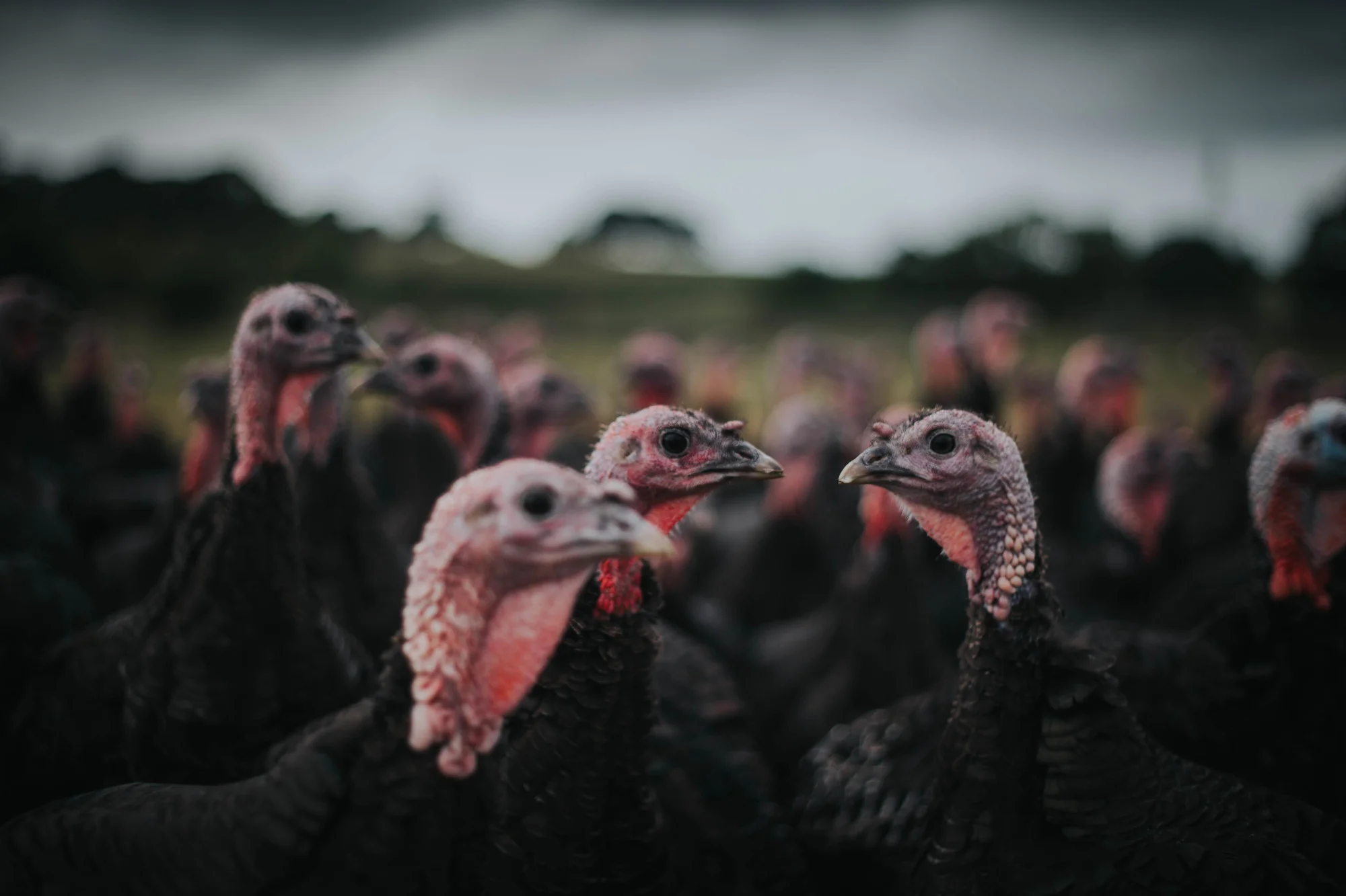 Greendale Farm Shop Turkey Post Goes Viral 