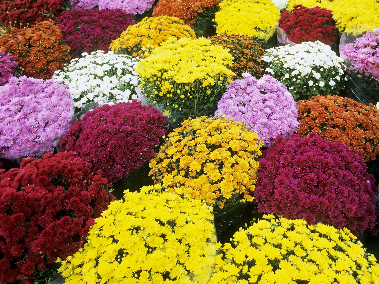 Beautiful Mum baskets donated from Blough Landscaping and Lawncare.