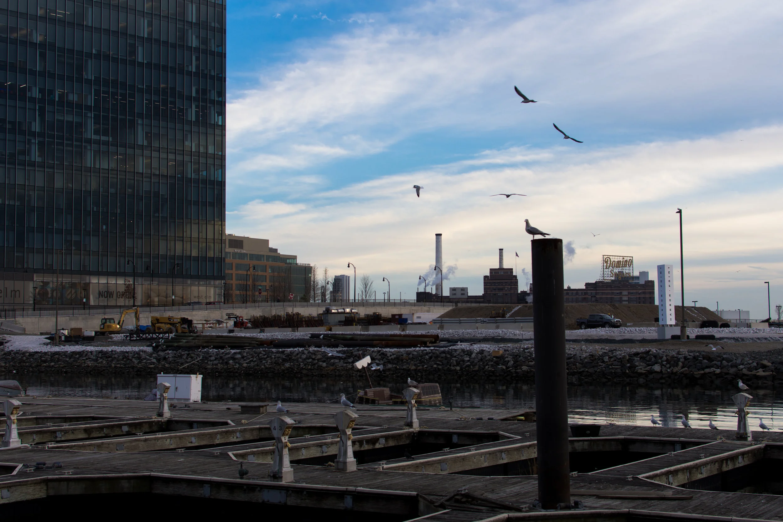 Harbor East Birds.jpg