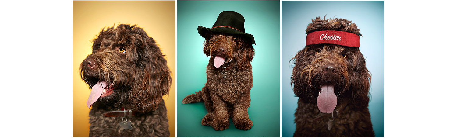 Chester the Labradoodle