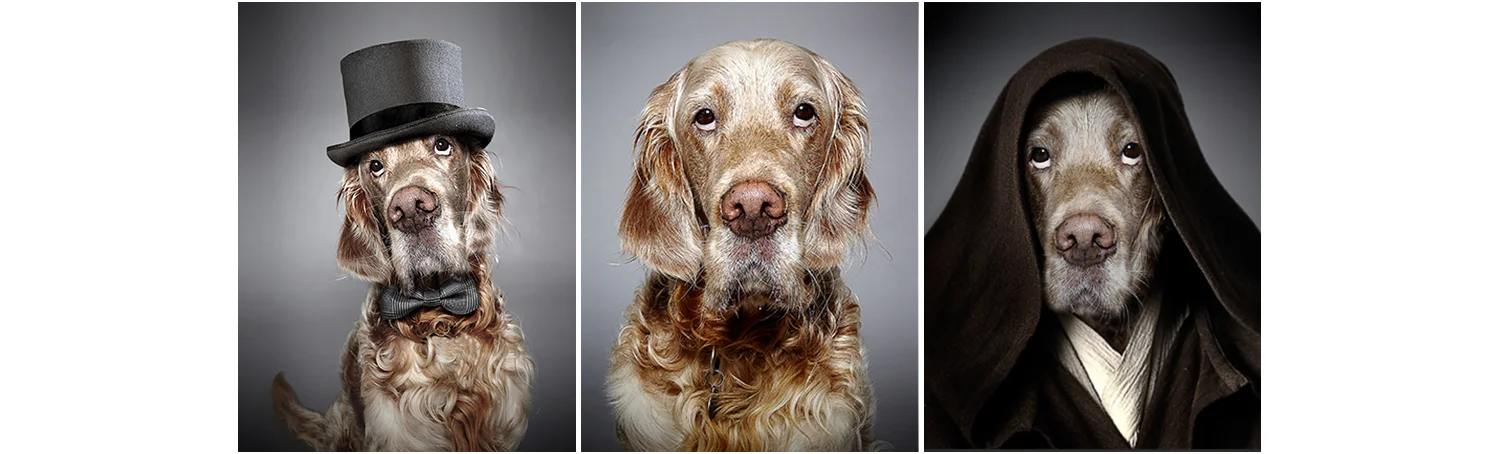 Toby the English Setter
