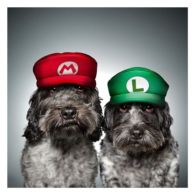 Super Ziggy and Rossi. I might have too much time on my hands !

#petphotographer #petphotography #dogphotographer #dogphotography  #bestwoof #dog #dogs #dogoftheday #petstagram #doggostylemarket #mariobros #mario #luigi #cockapoo #cockapoosofinstagr