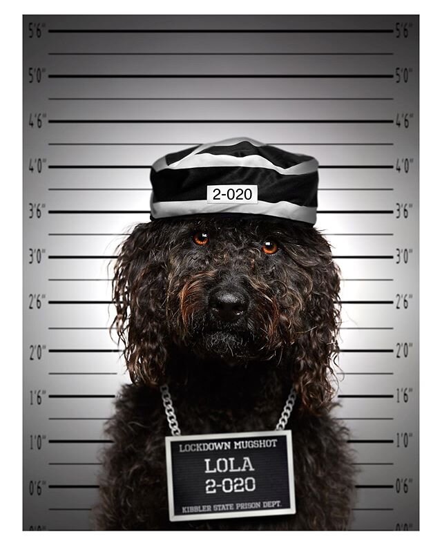 Lockdown Lola

#stayindoors #stayindoorsstaypositive #isolationcreation #photographer #petphotographer #photographersunitedpro #petphotography #dogphotographer #dogphotography  #bestwoof #dog #dogs #dogoftheday #petstagram #doggostylemarket #labradoo