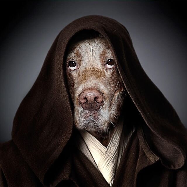 Toby-wan Kenobi. 
A portrait I did a couple of years ago, seems appropriate today.
#maythe4th 
#maytheforcebewithyou #maythe4thbewithyou #petphotographer #petphotography #dogphotographer #dogphotography  #bestwoof #dog #dogs #dogoftheday #petstagram 