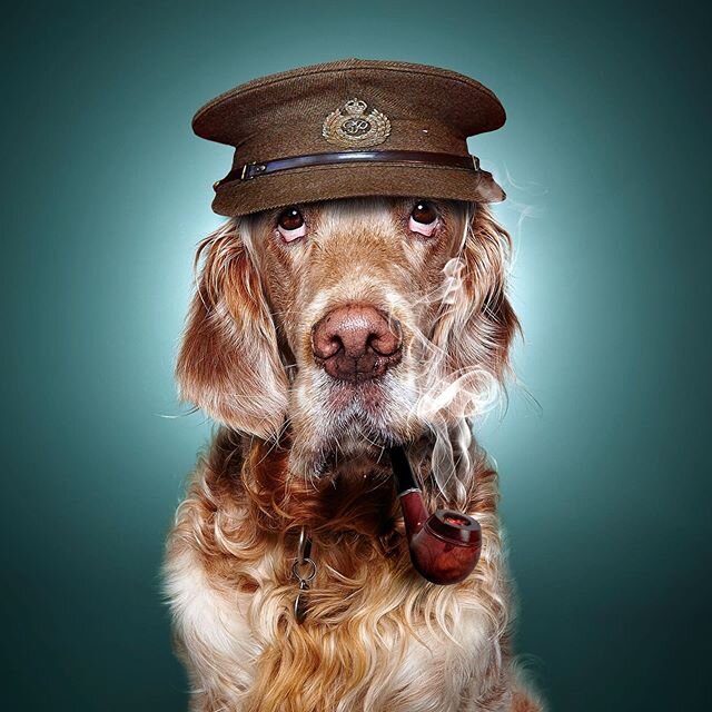 &ldquo;My dear friends this is your hour&rdquo;

#greatestgeneration #veday 
#petphotographer #petphotography #dogphotographer #dogphotography  #bestwoof #dog #dogs #dogoftheday #petstagram #doggostylemarket #dog_features #englishsetter #englishsette