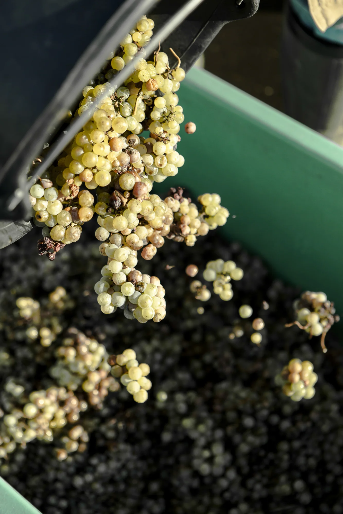 840_weinlese_311_II.jpg