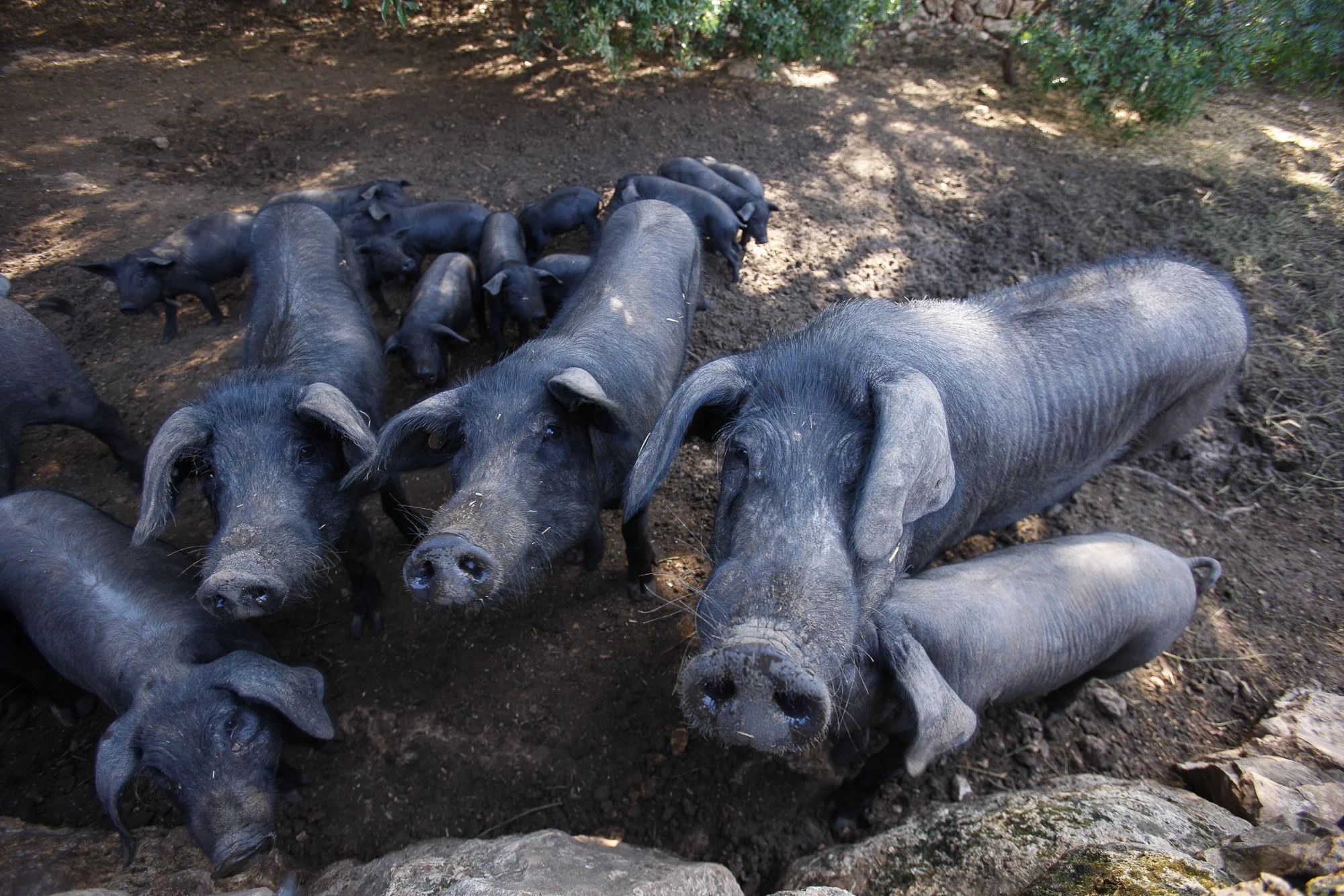 ses_talaioles_053.jpg