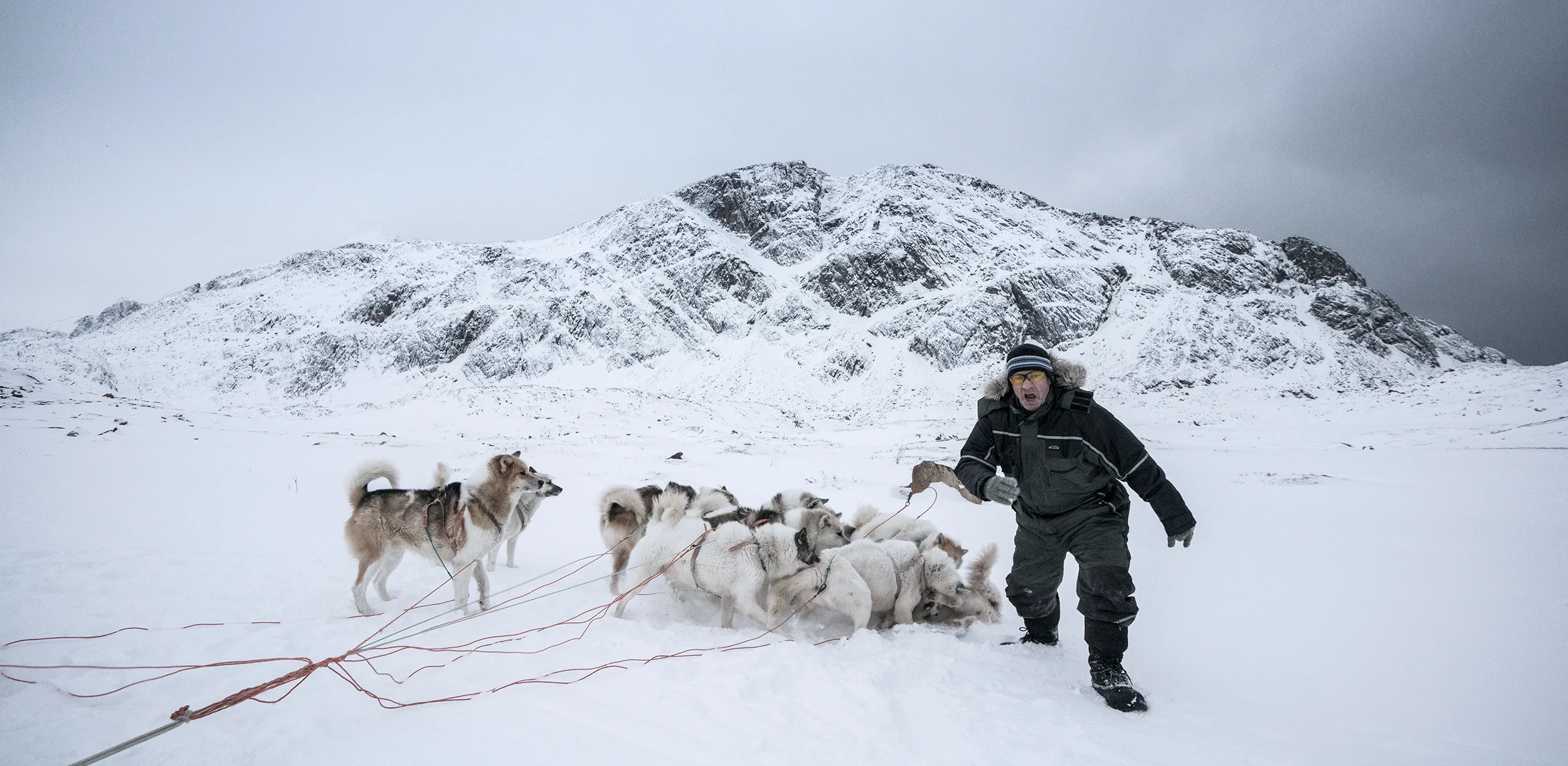 Greenland dogs
