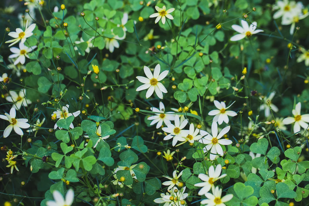 Some Weeds Are Beneficial Nice Times Some Weeds Are Beneficial Nice Times