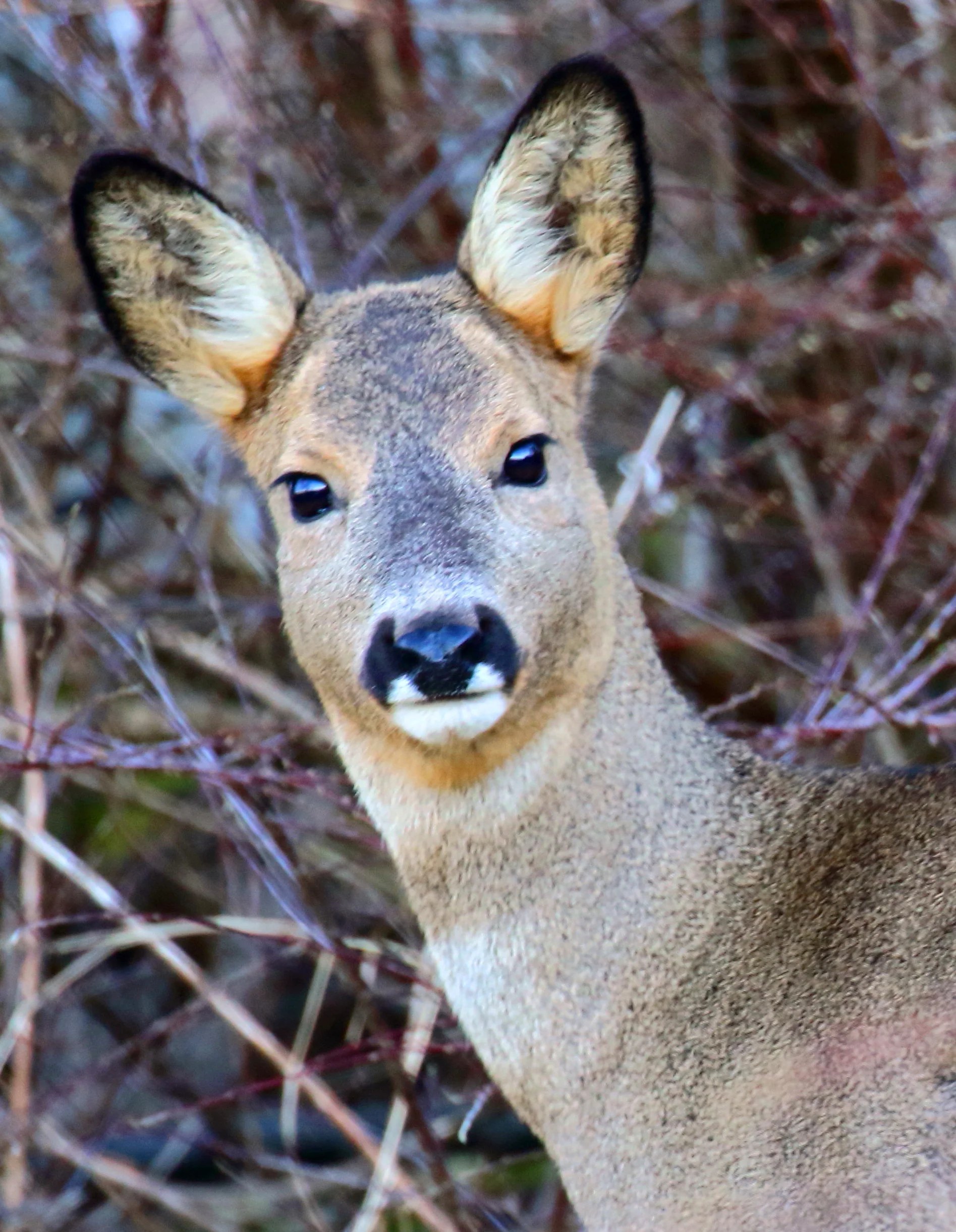 Søknadsskjema for rådyrjakt 2018. Søknadsfrist 1.mai